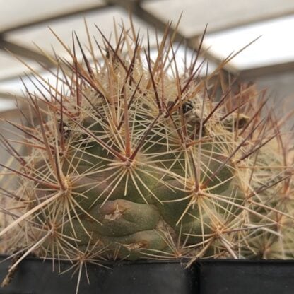 Thelocactus lausseri cactus shown in pot