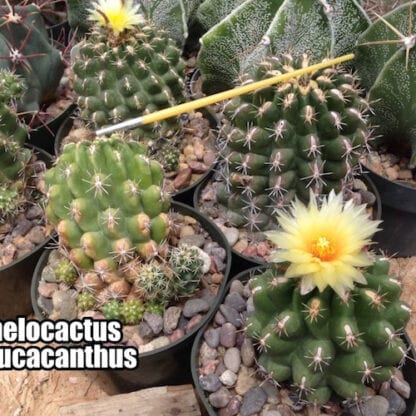 Thelocactus leucacanthus cactus shown flowering