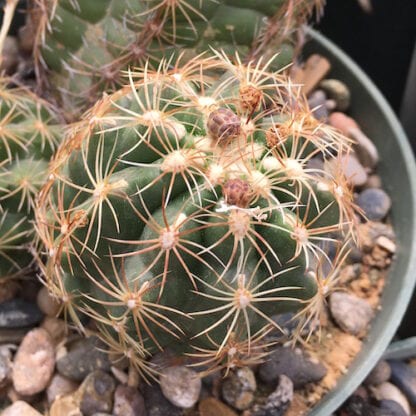 Thelocactus leucacanthus cactus shown in pot