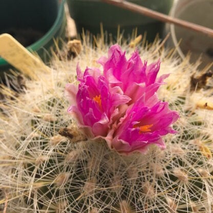 Thelocactus macdowellii cactus shown flowering