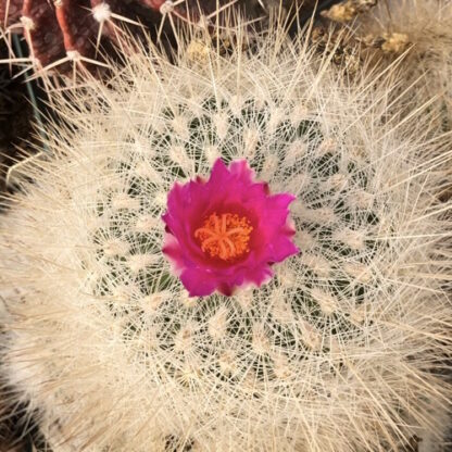 Thelocactus macdowellii cactus shown flowering