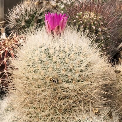 Thelocactus macdowellii cactus shown in pot