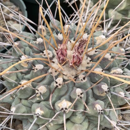 Thelocactus rinconensis cactus shown flowering