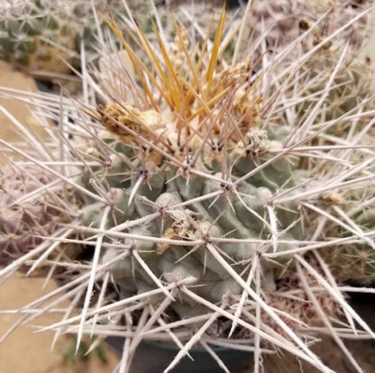 Thelocactus rinconensis cactus shown in pot