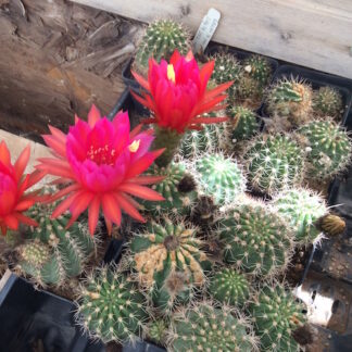 Trichocereus lobivioides cactus shown flowering