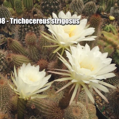 Trichocereus strigosus cactus shown flowering