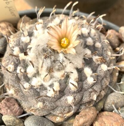 Turbinicarpus jauernigii cactus shown in pot