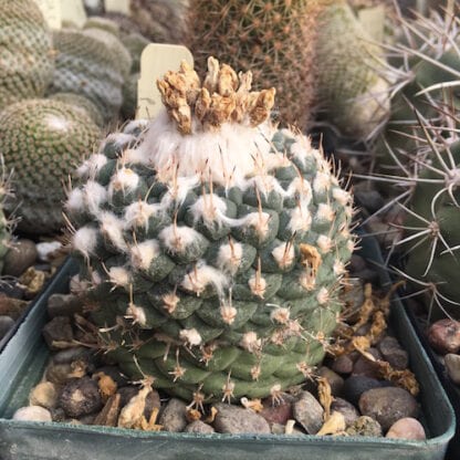 Turbinicarpus lophophoroides cactus shown in pot