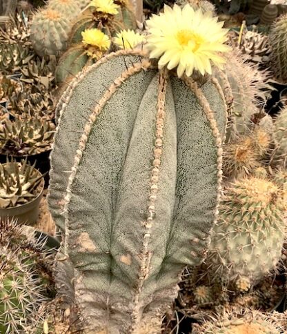 Astrophytum X MYR-OR cactus shown flowering