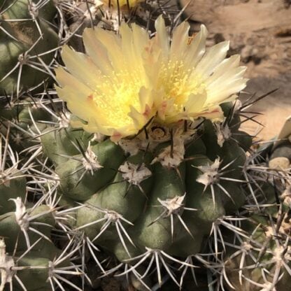 Copiapoa imbricata cactus shown in pot