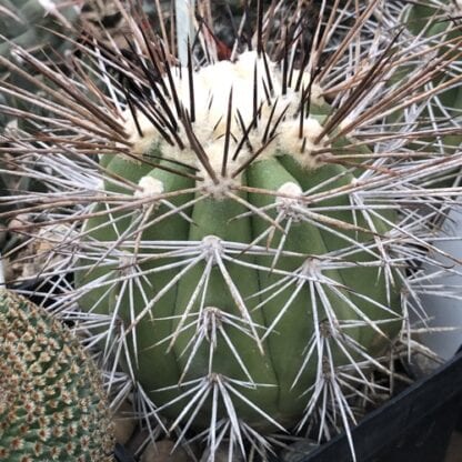 Copiapoa echinoidea cactus shown flowering