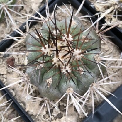 Copiapoa echinoidea cactus shown in pot