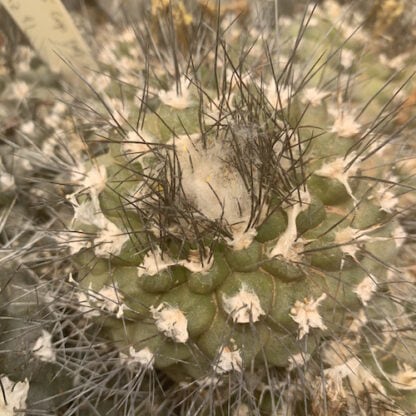 Copiapoa paposoensis cactus shown flowering