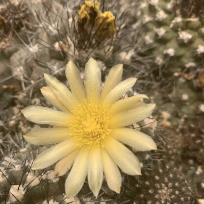 Copiapoa paposoensis cactus shown in pot
