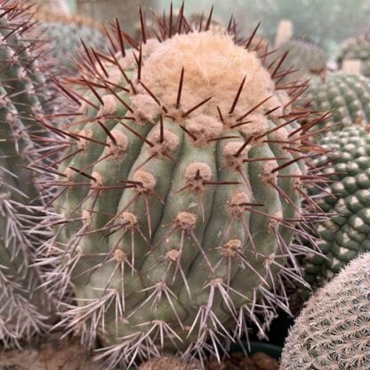Copiapoa rupestris cactus shown flowering