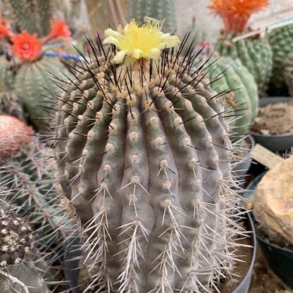 Copiapoa maritima cactus shown flowering