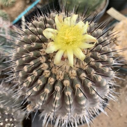 Copiapoa maritima cactus shown in pot