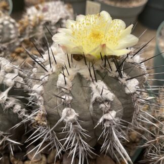 Copiapoa mollicula cactus shown flowering