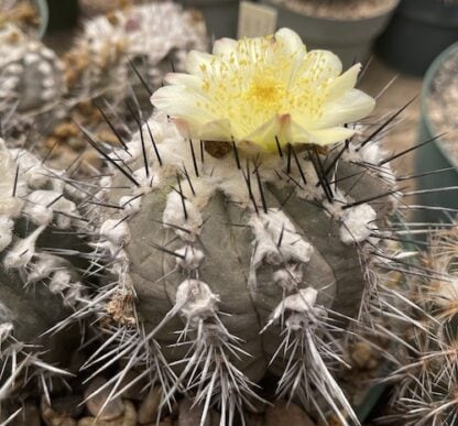 Copiapoa mollicula cactus shown flowering