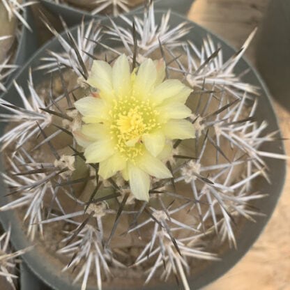 Copiapoa monteamarguensis cactus shown flowering