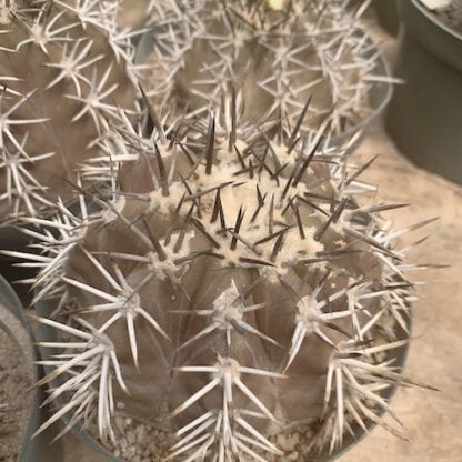 Copiapoa monteamarguensis cactus shown in pot