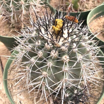 Copiapoa pendulina cactus shown in pot