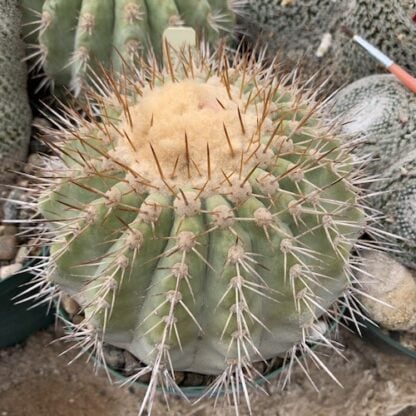 Copiapoa serpentisulcata cactus shown flowering