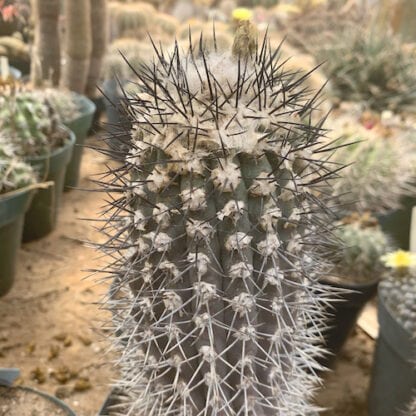 Copiapoa olivana cactus shown flowering