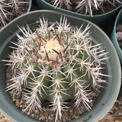 Copiapoa rubriflora cactus shown flowering