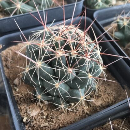 Coryphantha macromeris cactus shown flowering