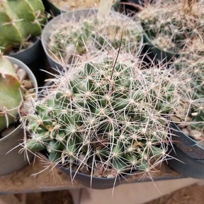 Coryphantha macromeris cactus shown in pot