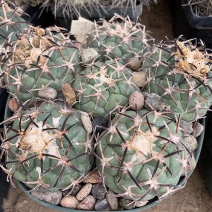Coryphantha poselgeriana cactus shown in pot