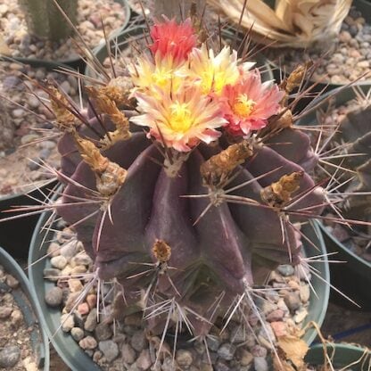 Ferocactus echidne cactus shown in pot