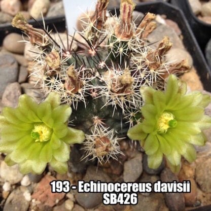 Echinocereus davisii cactus shown flowering
