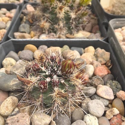 Echinocereus davisii cactus shown in pot