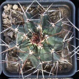 Echinocereus fendleri cactus shown in pot