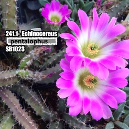 Echinocereus pentalophus cactus shown in pot