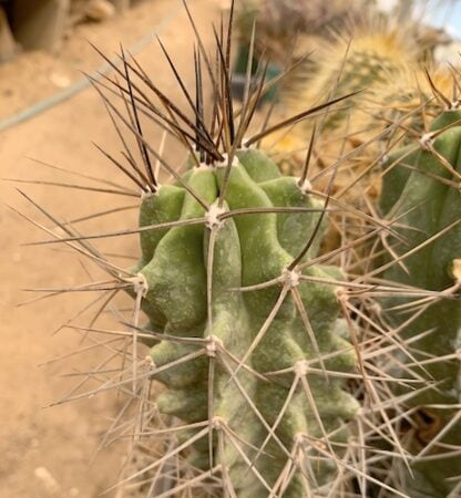 Echinocereus triglochindiatus cactus shown in pot