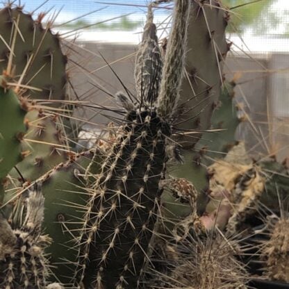 Echinopsis mirabilis cactus shown in pot