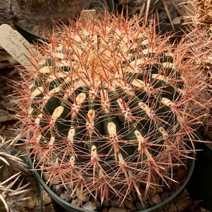 Ferocactus viridescens cactus shown in pot