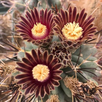 Glandulicactus uncinatus cactus shown flowering