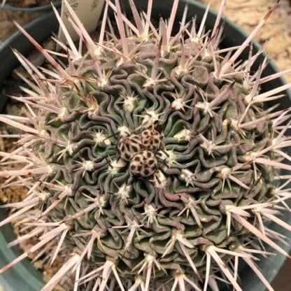 Stenocactus lamellosus cactus shown flowering