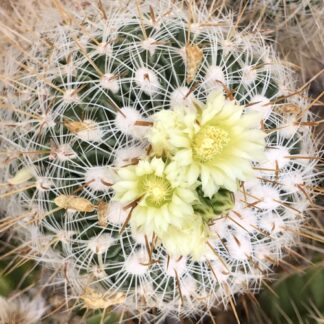 Stenocactus vaupelianus cactus shown flowering
