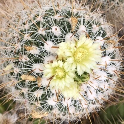 Stenocactus vaupelianus cactus shown flowering