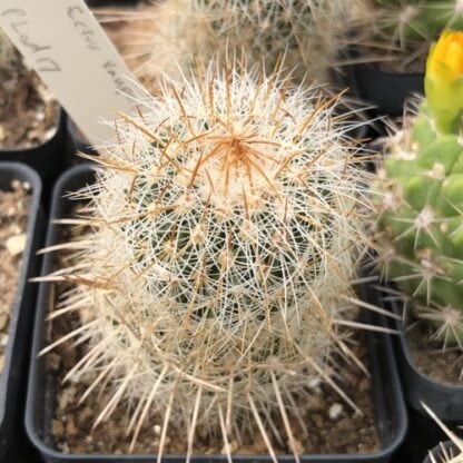 Stenocactus vaupelianus cactus shown in pot