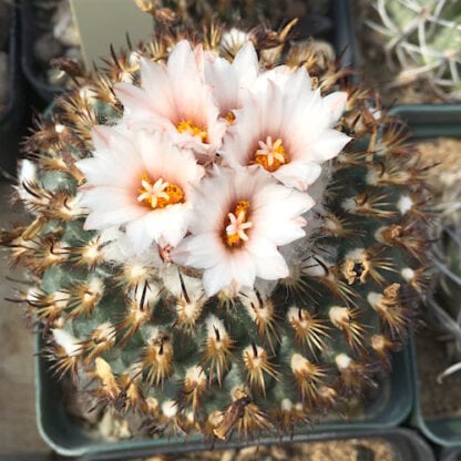 Turbinicarpus ysabelae cactus shown flowering