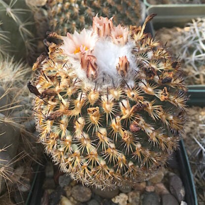 Turbinicarpus ysabelae cactus shown in pot